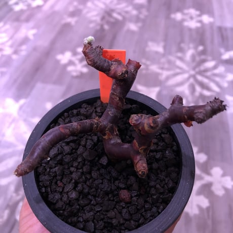 pelargonium  mirabile《M size》※限定1株‼︎　枝振り&balance良きbest size‼︎ ※mad black pot植え‼︎　芽吹き済み