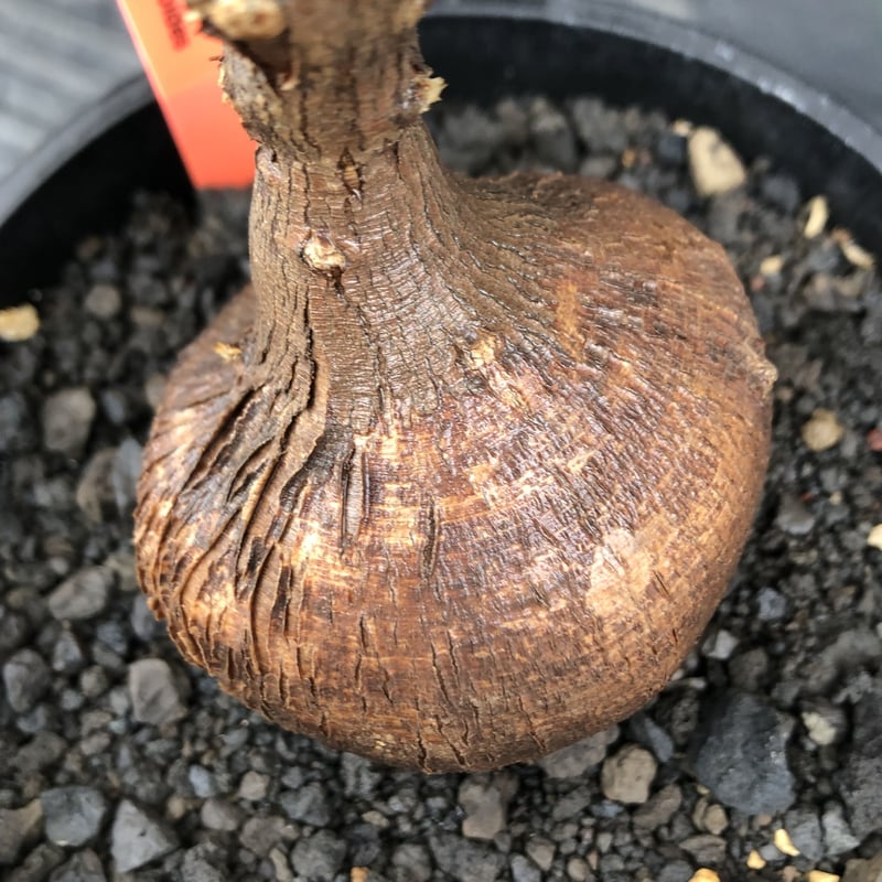 euphorbia hedyotoides《L size》球体大株※現地球株発根済※中々出会え