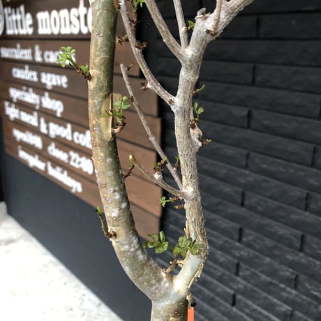 bursera  fagaroides《L  size》※現地球発根済※店主管理4年株※成熟しメクれ上がった表皮＆ぼってり株元でウェイト低い最高balance株※mad black pot植え