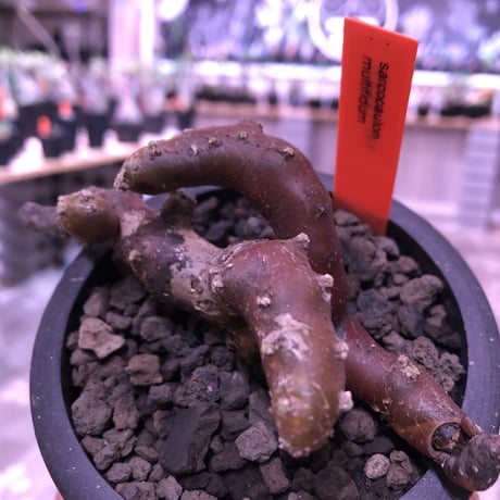 sarcocaulon   multifidum《M size》※枝ぶりbalance良き冬の人気者※mad  black  pot植え