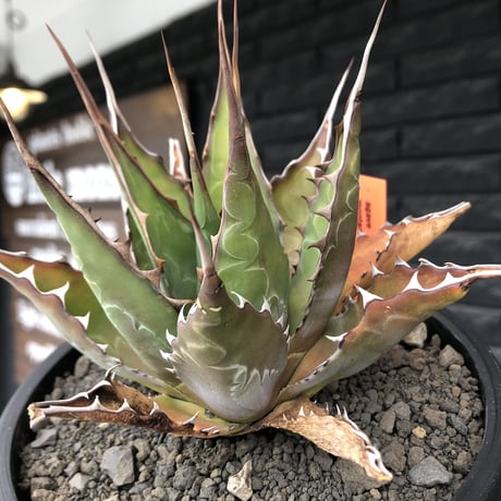 agave montana《大きめM size》※子株有り選抜株※現地球発根後店主国内管理3年株※纏まり締まり良きワイルド感満載で男前な出立ちが堪らない‼︎※mad black bowl pot植え