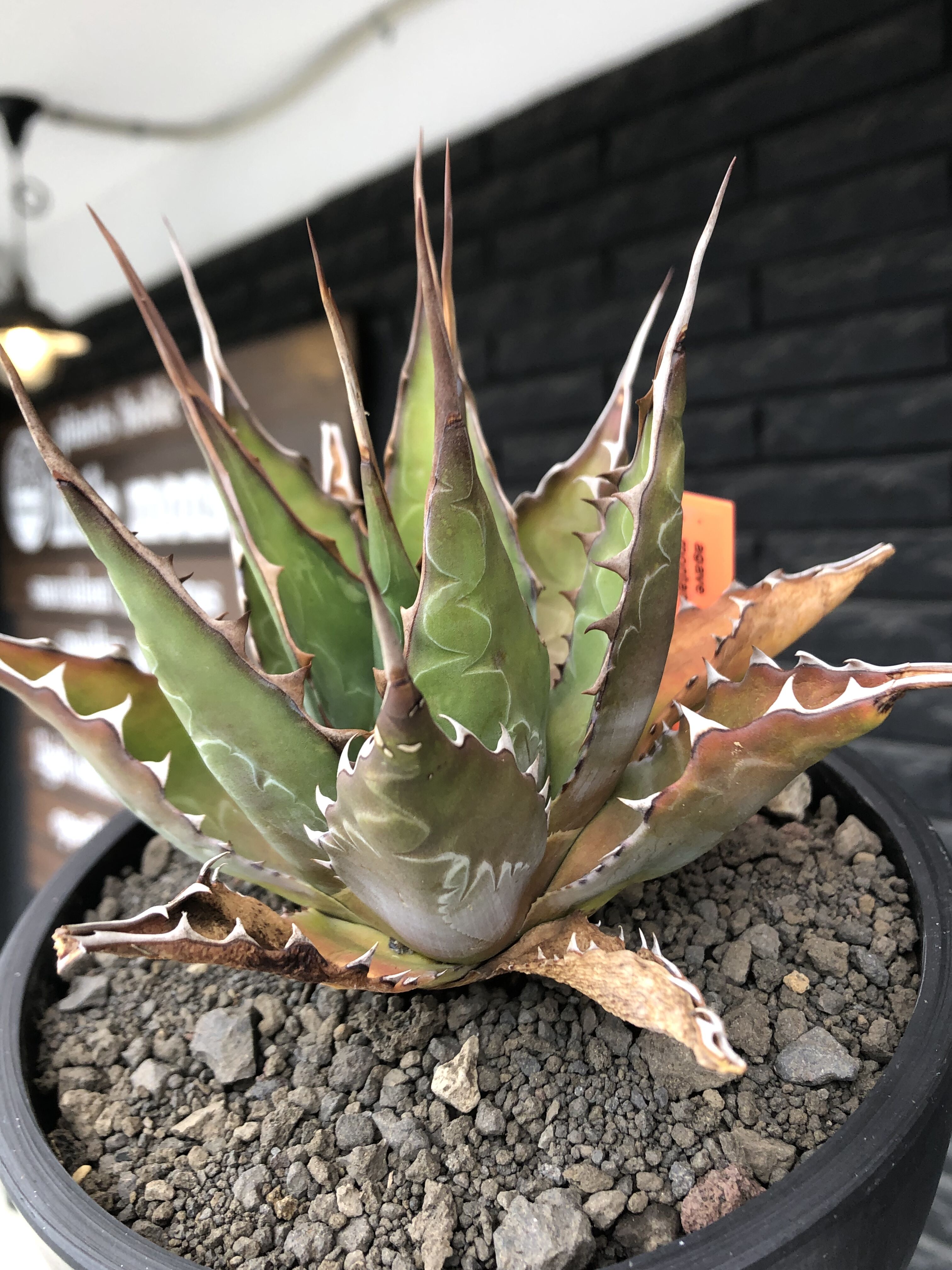 agave montana《大きめM size》※子株有り選抜株※現地球発根後店主国内
