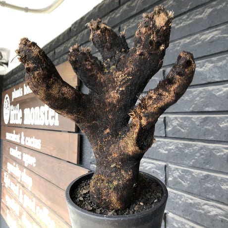 xerophyta trichophylla《S size》※現地球発根後店主国内管理2年株※驚愕強靭株※枝振り良くweightもlow‼︎株元極太サイズ※mad black pot植え