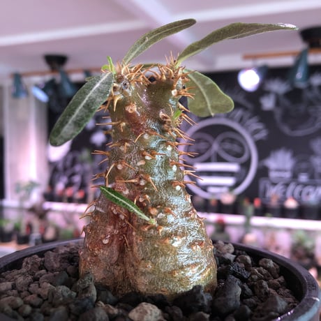 packypodium   makayense《S size》※現地球発根済株※マカイらしい透けたグリーン肌に赤棘の短枝ぼってり樹形‼︎ミニチュアwild株※mad black bowl pot植え