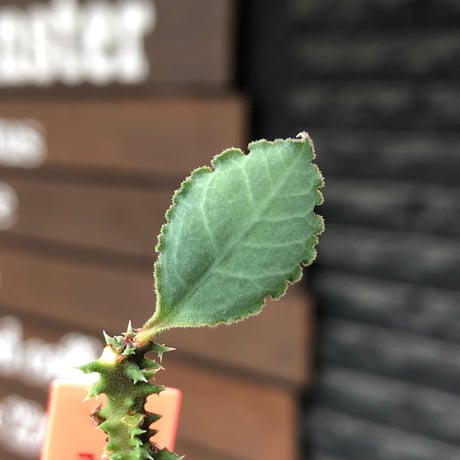 euphorbia magnifica《S size》※現地球株発根済※小振りコンパクトでかわいいながら枝ぶりなど今後の変化も楽しみな一株※black pot植え