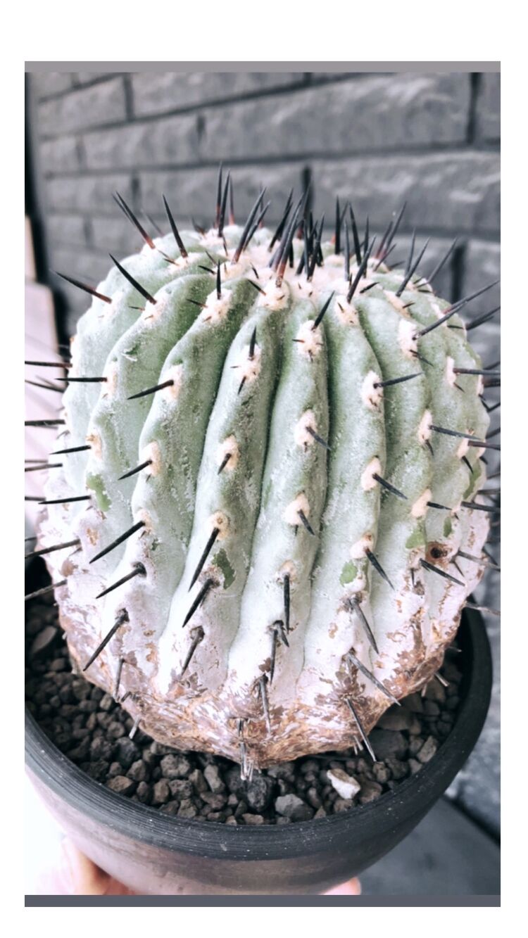 copiapoa cinerea 黒王丸《大きめL size》激希少※現地球発根後