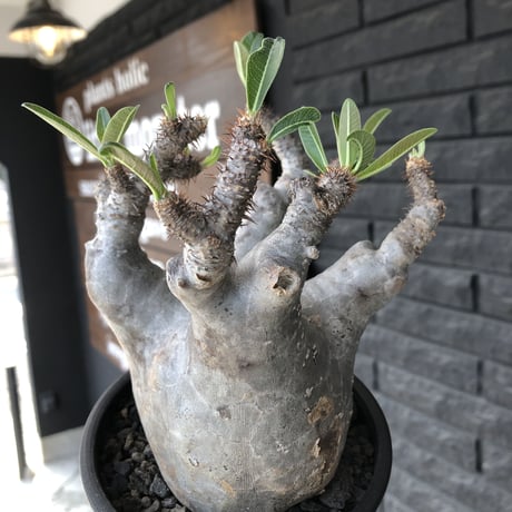 packypodium  gracilius《大きめM size》※現地球発根済株※店主国内管理4年株※枝数多くゴツゴツ感が堪らなくbalanceも大変良き激オススメ株※mad black pot植え