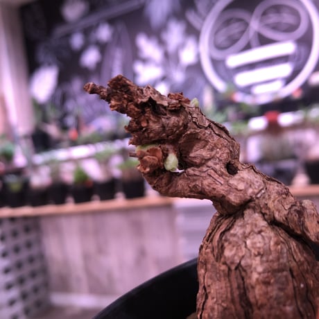 pelargonium  triste《M size》※古木感ある幹からgapある葉を展開する人気トリステ‼︎
