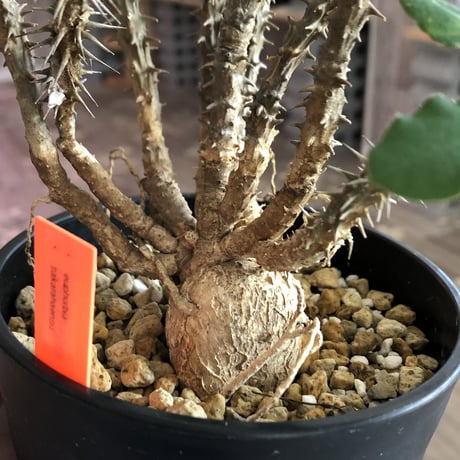 euphorbia    sakarahaensis《M size》