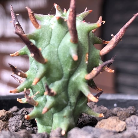 euphorbia schoenlandii《S size》※littmon seed株※小振りながら大株に負けないワイルドさと身体に見合わない太棘を持つ将来有望株※black bowl pot植え
