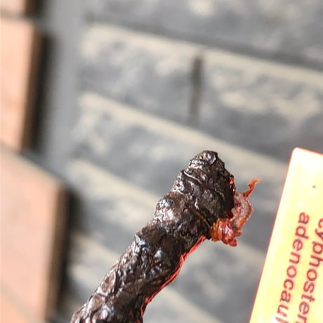cyphostemma adenocaule《 大きめM size》※現地球発根後店主国内管理3年株※希少種‼︎小振りでも黒味が強く個体差としてツル肌な一株※mad black pot植え