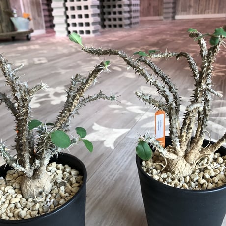 euphorbia    sakarahaensis《M size》