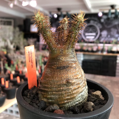 pachypodium  gracilius《大きめS size》一部緑赤肌＆現地焼け株※現地球発根済株※店主国内管理2年株※良balance立体的ボコボコ表皮の選抜株※mad black pot植え
