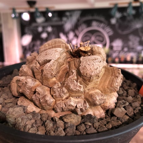 dioscorea elephantipes アフリカ亀甲竜《大きめM size》※今後輸入が厳しい南アフリカ物‼︎現地球らしい切れ目強き立体樹形の大きなwild亀さん※浅鉢植え※冬型種※限定2株
