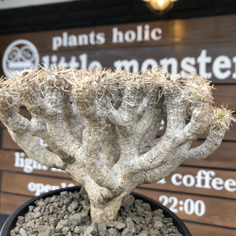 euphorbia  guillauminiana《L size》※現地球発根済株※店主国内管理4年株※溶岩質の土壌育ちの現地球株らしい表皮＆大変密な枝振り株※mad black pot植え