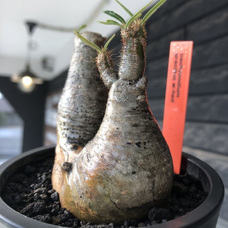 pachypodium gracilius《大きめS size》w-he'd株※現地球発根後店主国内管理3年株※weight低く丸みも強き良樹形株※mad black pot植え