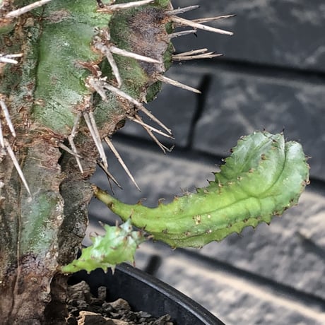 euphorbia horrida《大きめM size》子吹き株※現地球発根後店主国内管理6年株※子吹きも多くワイルドな木質化した出立ち※mad black pot植え