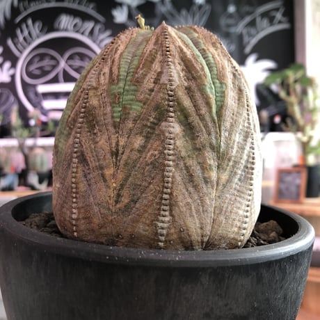 euphorbia obesa《L size》年代物‼︎木質化株‼︎※大変古株のため、頭頂部付近まで木質化したかっこ良く仕上がった一株‼︎※mad black bowl pot植え