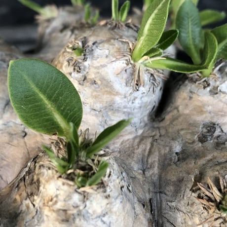 packypodium  brevicaule恵比寿笑い《大きめM size》※現地球発根済株※良きサイズ感の上、よりボコボコ感強き立体樹形‼︎今後流通少なくなります※mad black pot植え