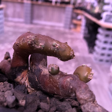 sarcocaulon   multifidum《M size》※枝ぶりbalance良き冬の人気者※mad  black  pot植え