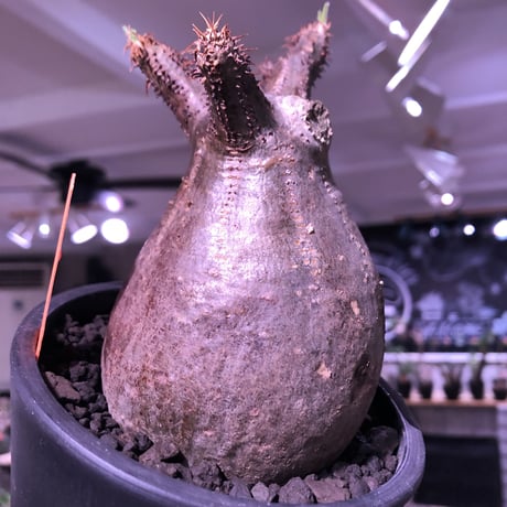 packypodium  gracilius《M  size》※現地球発根済株※新芽もお目覚め球体選抜株‼︎短枝おすすめグラキ‼︎※mad black pot植え
