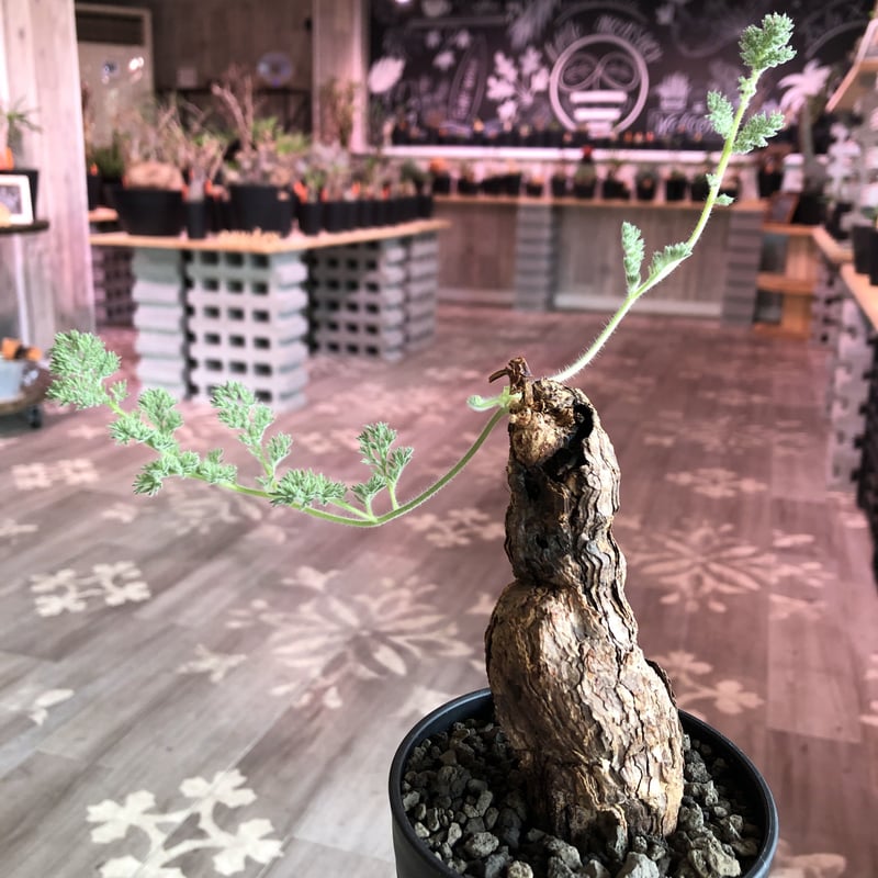 ペラルゴニウム　トリステ (Pelargonium triste) ペラルゴニウム トリステ / Pelargonium triste | 塊根植物 小苗専門店