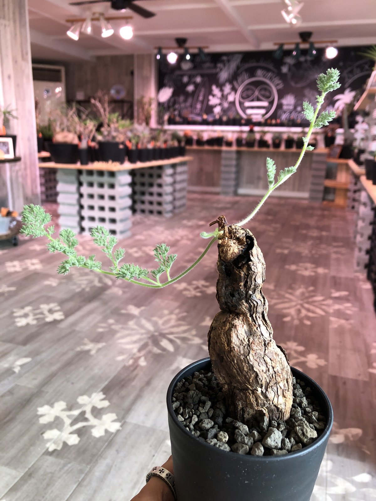 レ040 【現地株】ペラルゴニウム トリステ 特大 【抜き苗・12/11最新