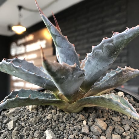 agave montana《M size》※現地球発根後店主国内管理2年株※葉色も深い青さのためblack感あるカッコいい一株※mad black bowl pot植え