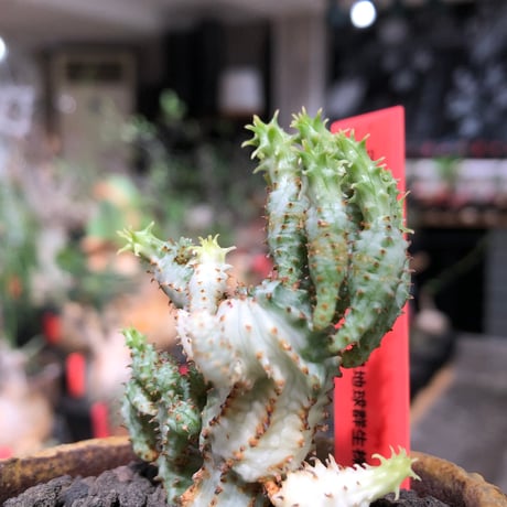 euphorbia mammillaris variegata 群生株《L size》※現地球株発根済※小型種ながらどっしり構えで主幹は太く‼︎更には斑入りのバランス良き一株‼︎※信楽陶器鉢植え