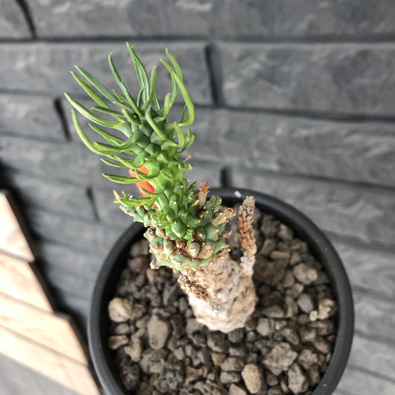 euphorbia ramiglans《 M size》※現地球発根済株※店主国内管理発 