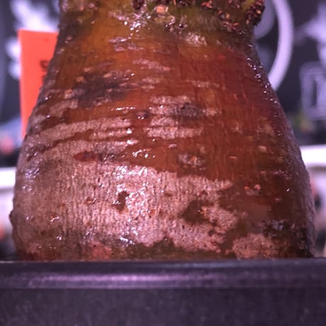 pachypodium  gracilius《大きめS size》極赤肌＆良樹形※現地球発根済株※店主国内管理2年株※樹形は可愛く＆エグいほどwildな極赤肌な良樹形※mad black pot植え
