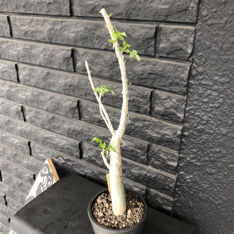 bursera  fagaroides《M size》※剪定後再芽吹き済株‼︎※大変上品な人気灌木ファガロイデス‼︎※mad black pot植え