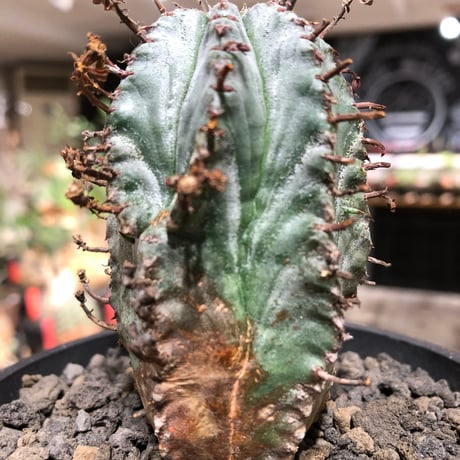 euphorbia horrida var.norveldensis《大きめS size》※現地球株発根済※激希少‼︎どっしり樹形にビンテージ感も強き渾身の一株‼︎※black bowl pot植え