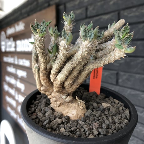 euphorbia tulearensis《 L size》※現地球発根後店主国内管理3年株※bigサイズ‼︎希少性No.1塊根ユーフォルビア‼︎※mad black pot植え