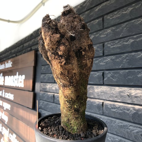 xerophyta trichophylla《S size》※現地球発根後店主国内管理2年株※驚愕強靭株※良balanceな一株※mad black pot植え
