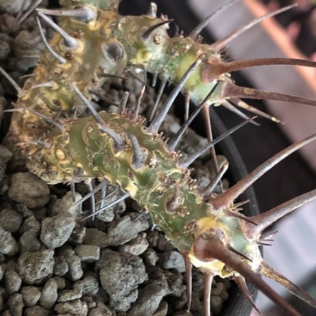 sarcocaulon herrei《M size》※今や希少且つ今後輸入厳しい南アフリカ物‼︎gapある白花大輪を咲かす冬型人気者‼︎wild株※mad  black  bowl pot植え