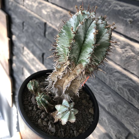 euphorbia horrida《大きめM size》子吹き群生株※現地球発根後店主国内管理6年株※ワイルドな木質化と荒々しく刺々しい男前な出立ち※mad black pot植え