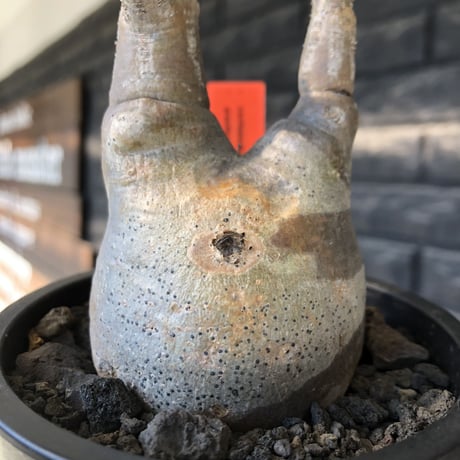 pachypodium gracilius《大きめS size》※現地球発根後店主国内管理2年株※霜降り柄のぼってり株元なバランス良き選抜株※mad black pot植え