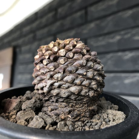 euphorbia bupleurifolia《大きめM size 》※まん丸球体株※現地球発根後店主国内管理5年株※ボコボコ肌＆良サイズ感なまん丸球体株※mad black pot植え
