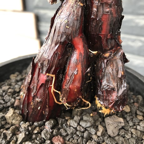 mestoklema  tuberosum《M size》※現地球発根後店主国内管理3年株※仁王立ちなツベローサムらしい樹形‼︎冬季も動く唯一無二な希少灌木※mad black pot植え