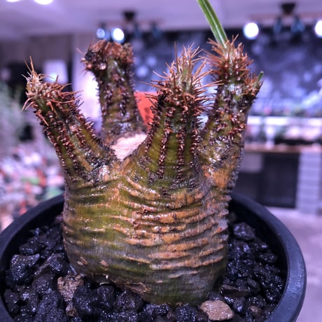 pachypodium  gracilius《大きめS size》希少green肌ぼってり樹形※現地球発根済株※店主国内管理2年株※weight＆枝振り良き将来有望株※mad black pot植え
