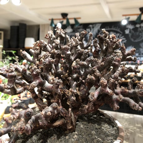pelargonium  mirabile《XL size》※現地球大株発根済※主幹太く幹上がりで厳つく何より枝振りの密度も最高な一株※brown marble bowl pot植え