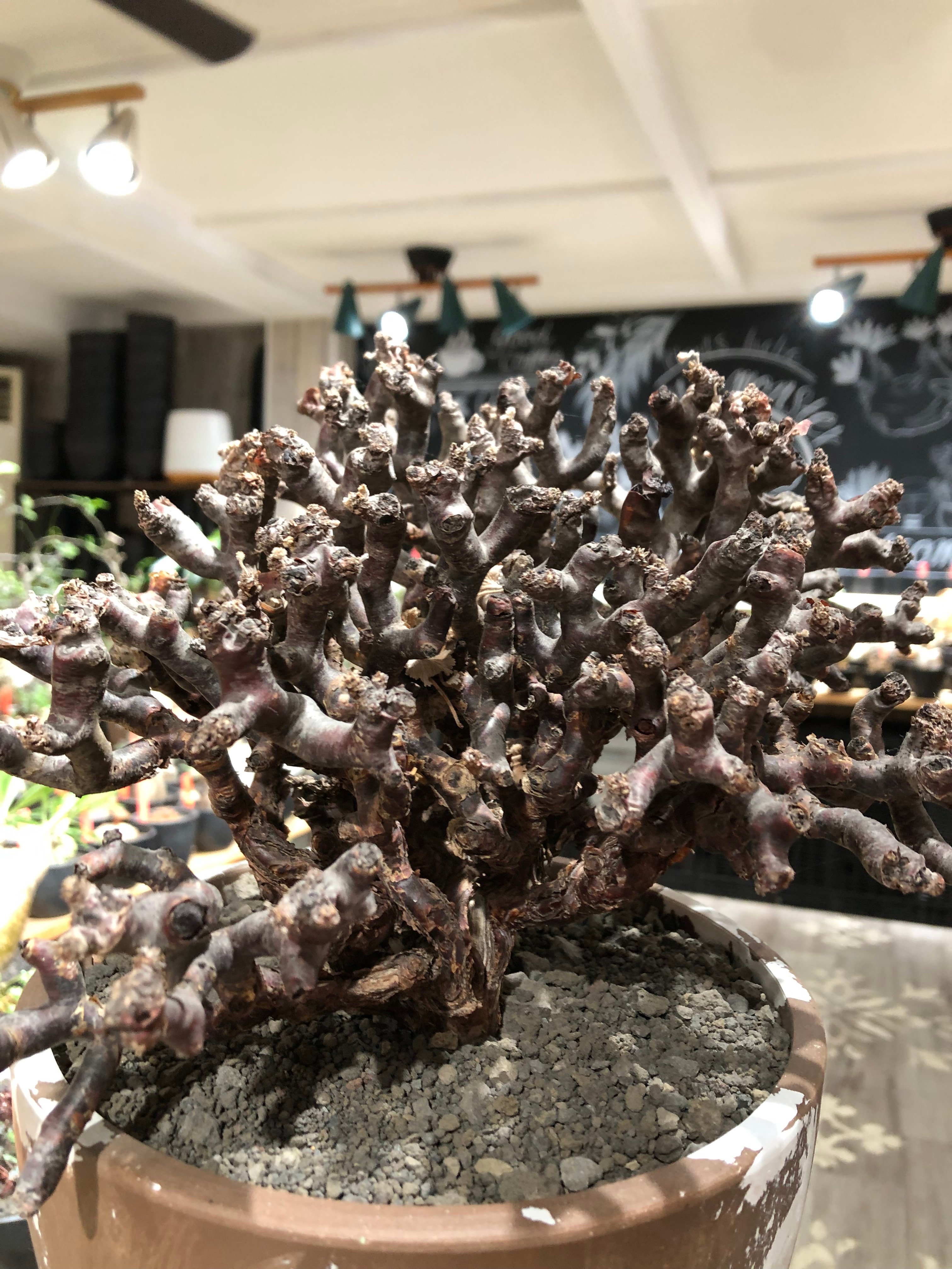 pelargonium mirabile《XL size》※現地球大株発根済※主幹太く幹上が