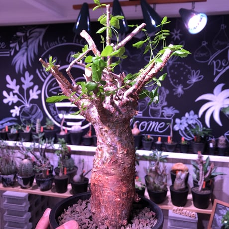commiphora   humbertii《 M  size》※発根芽吹き済み株‼︎ wildな株幅を持つ男前な佇まい‼︎※mad black pot植え
