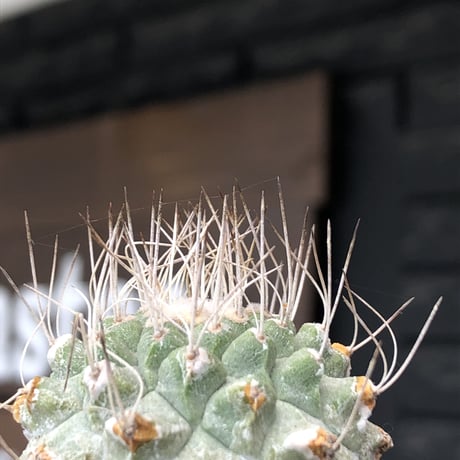 strombocactus 菊水《大きめS size》激希少‼︎現地球発根後店主国内管理4年株※激希少現地球株の上、まん丸球体樹形で堪らない一株※常滑焼陶器鉢植え