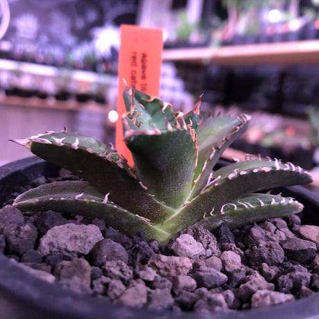 agave  titanota    red  catweezle《S size》※大人気の赤棘チタノタ‼︎ ※mad black pot植え（限定3株）
