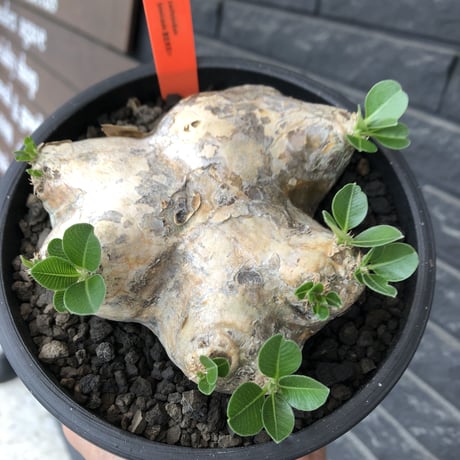 pachypodium brevicaule恵比寿笑い《大きめM size》※現地球発根後店主国内管理3年株※大きめながら纏まった良サイズ感‼︎※mad black bowl pot植え