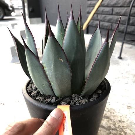 agave   blue ember《M size》