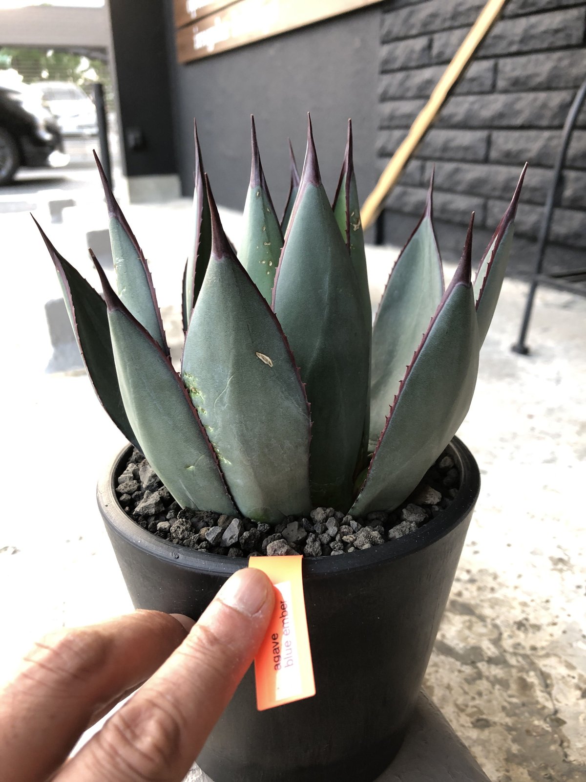 アガベ ブルーエンバー大株 アガベ ブルーエンバー 大株 agave