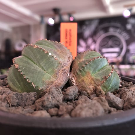euphorbia  obesa《小さめM  size》W-he'd株※現地球発根済株※一部木質化した双頭オベサ※mad black bowl pot植え